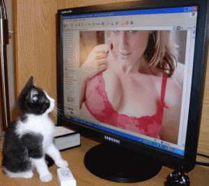 gato viendo porno