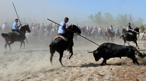 Toro de la Vega