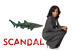 Scandal Shark